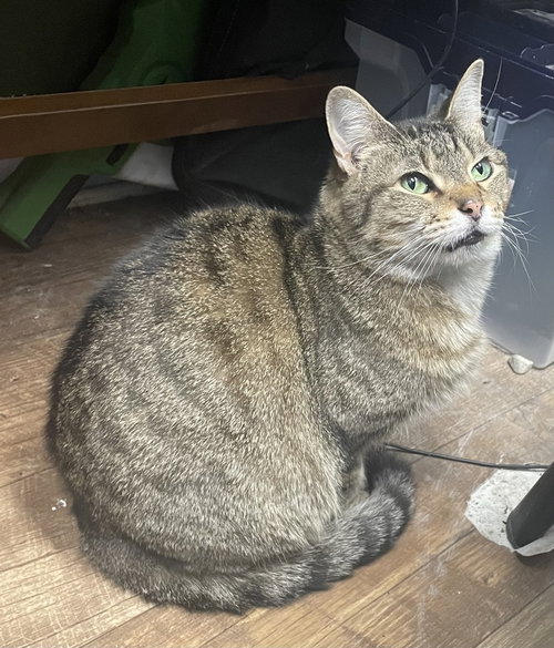 Nami, a cat for adoption from It Takes A Village No-Kill Rescue