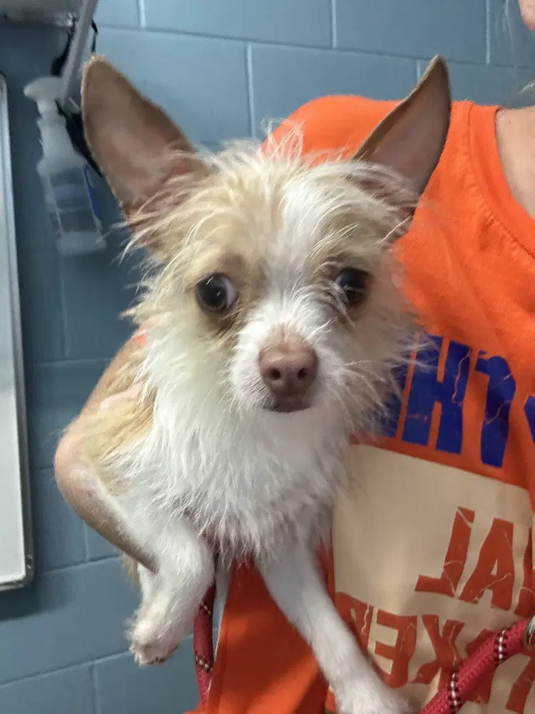 Pop - Chihuahua