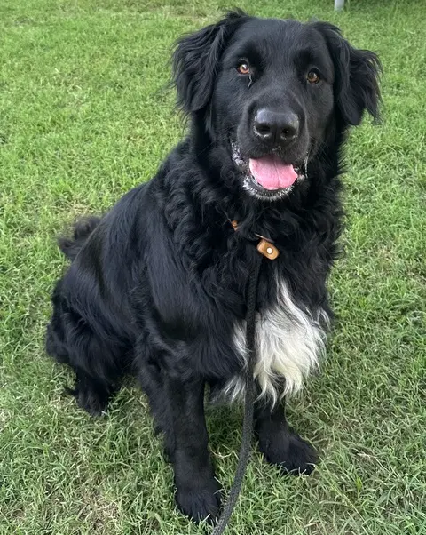 Baloo - Retriever