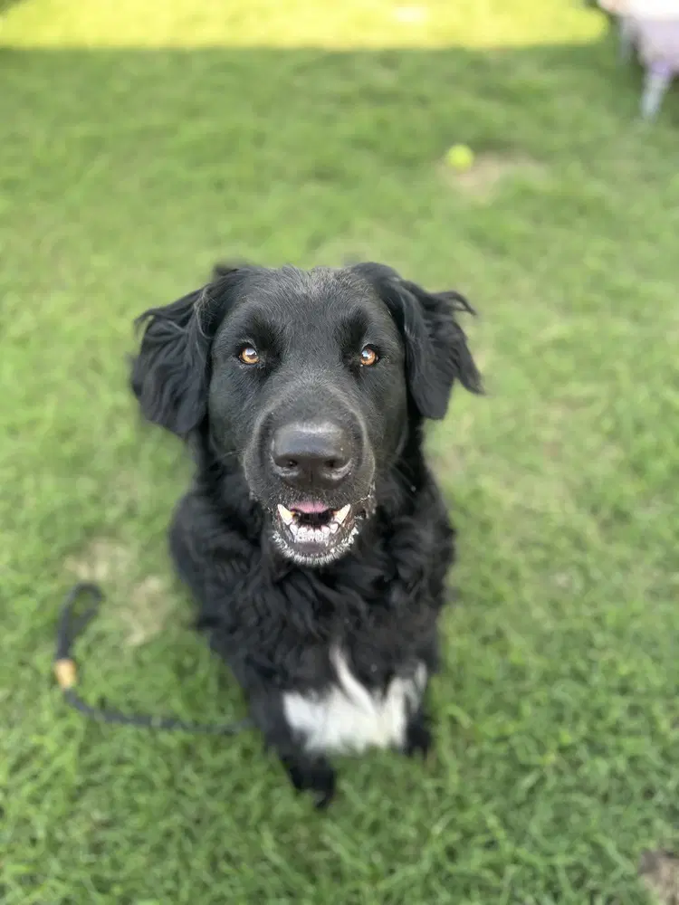 Baloo image 2