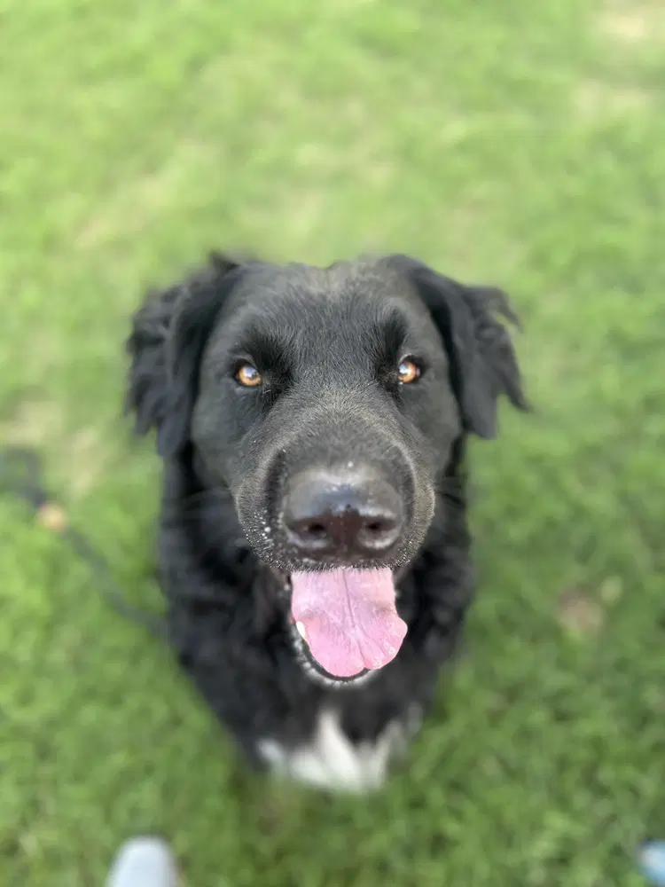 Baloo image 4