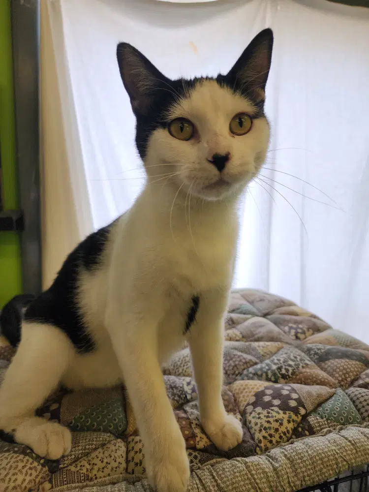 Lady Moo - Domestic Short Hair