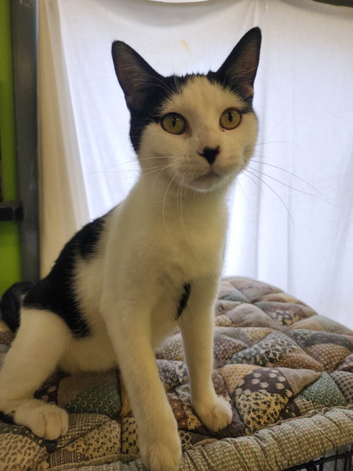 Lady Moo, a cat for adoption from It Takes A Village No-Kill Rescue