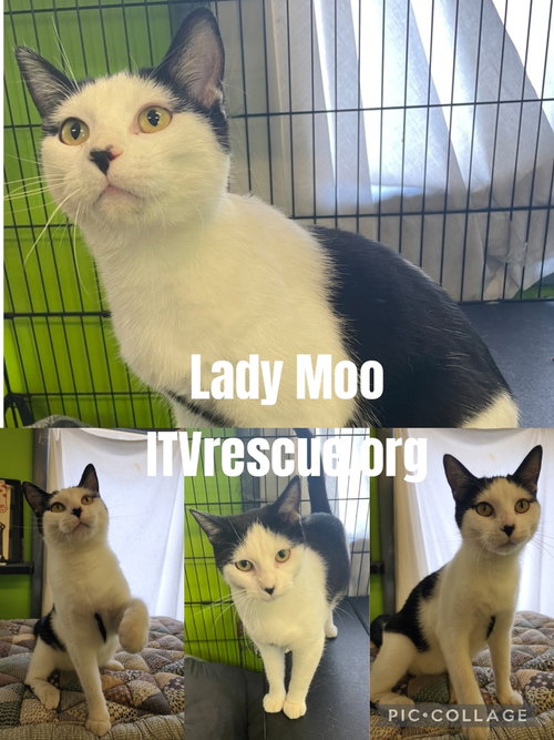 Photo 2 of Lady Moo