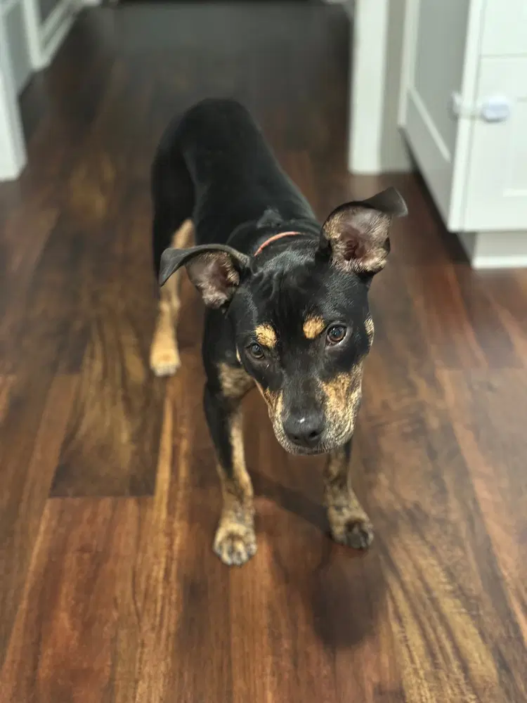 Soreya - Pit Bull/Staffordshire