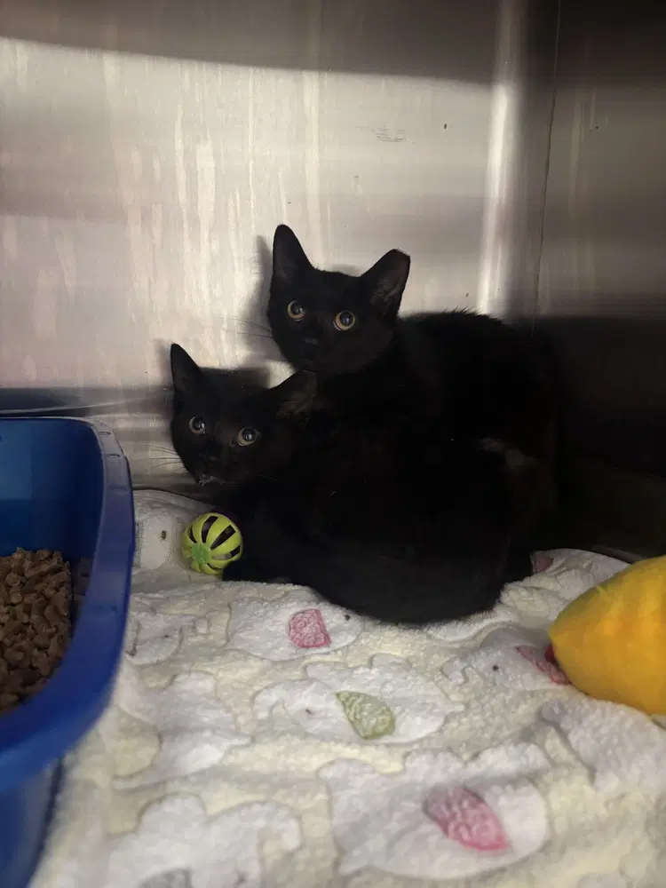 Naomis - Domestic Short Hair