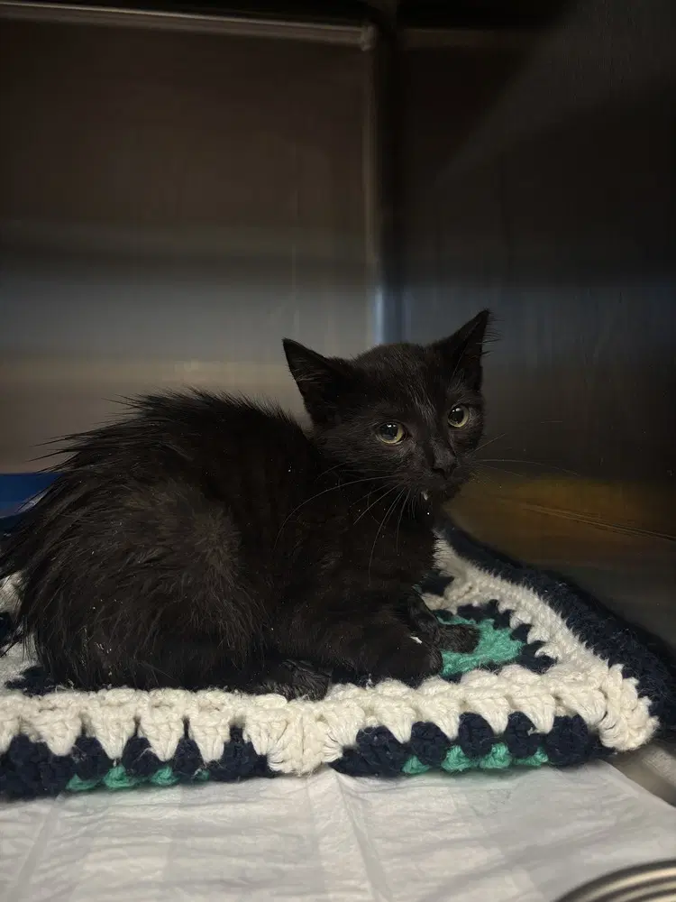 Maxs - Domestic Short Hair
