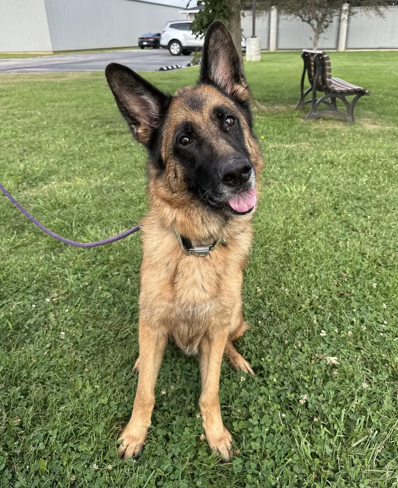 Legion - German Shepherd Dog