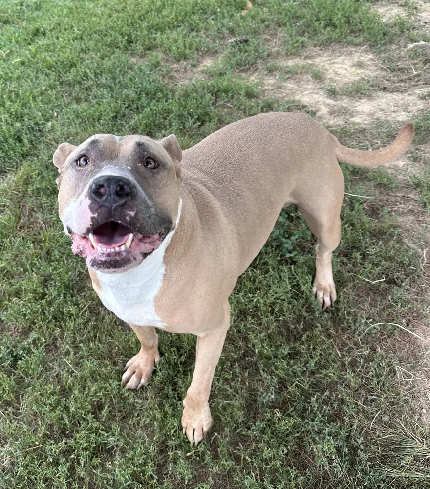 Tazz - Pit Bull Terrier
