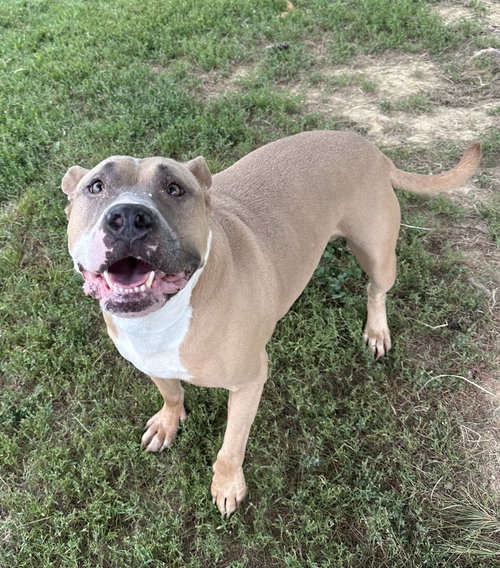Tazz, a dog for adoption from It Takes A Village No-Kill Rescue