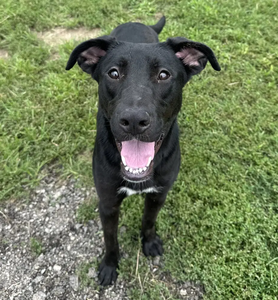 Marlo - Labrador Retriever