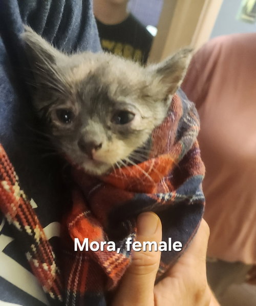 picture of the cat needing adoption