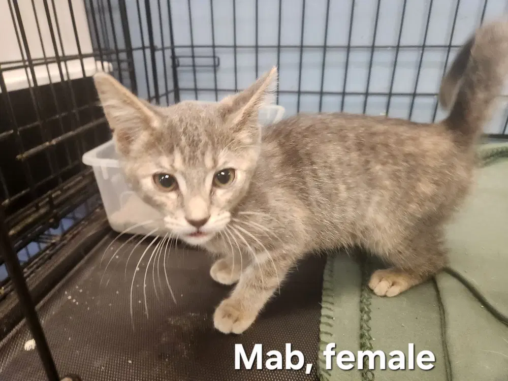 Mab - Domestic Short Hair