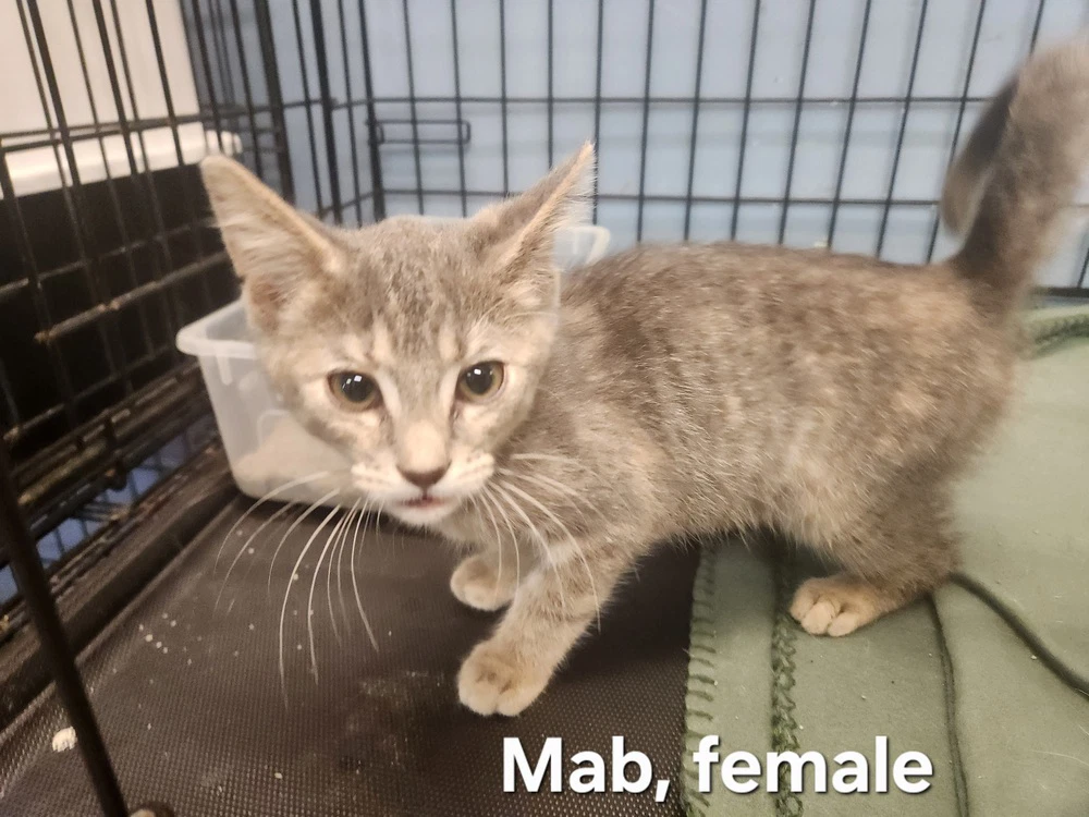 Mab