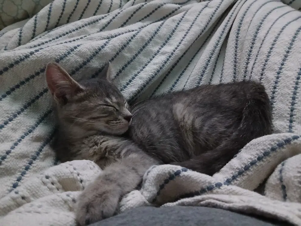 Mab - Domestic Short Hair