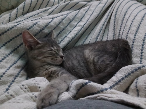 picture of the cat needing adoption