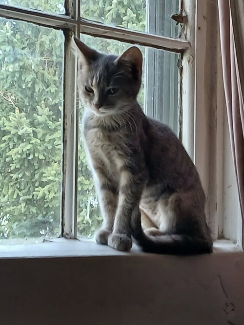 Mab, a cat for adoption from It Takes A Village No-Kill Rescue