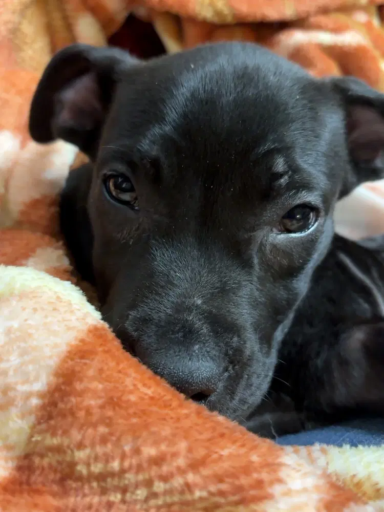 Saber - Pit Bull Terrier