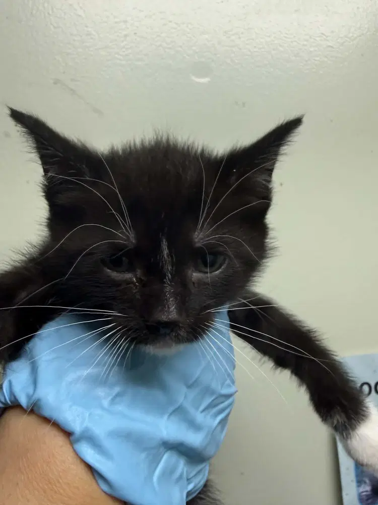 Seraphina - Domestic Short Hair