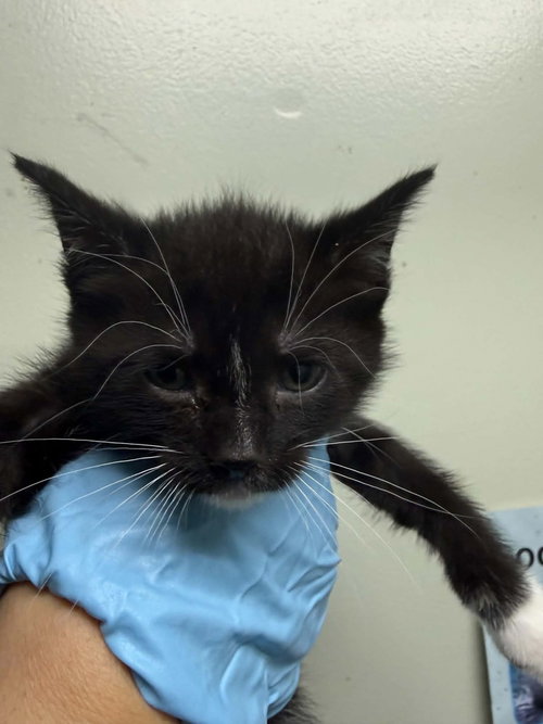 Seraphina, a cat for adoption from It Takes A Village No-Kill Rescue