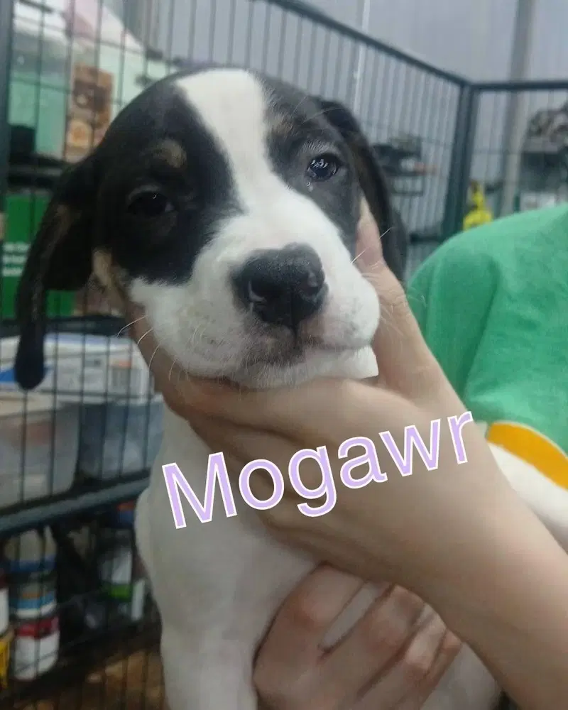 Morgawr - Terrier