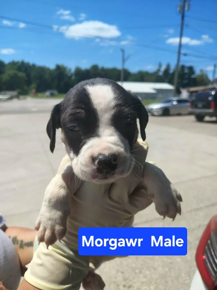 Morgawr image 2