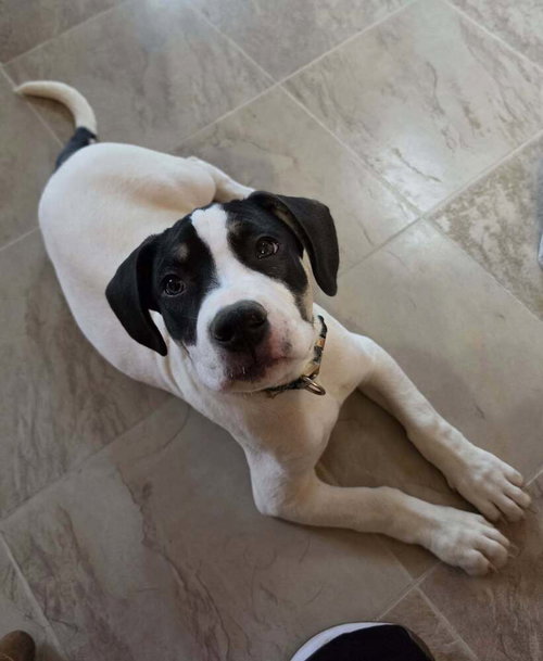 Morgawr, a dog for adoption from It Takes A Village No-Kill Rescue