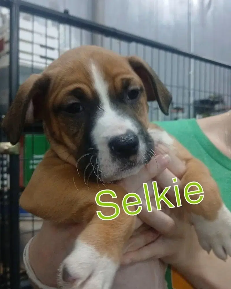 Selkie image 2