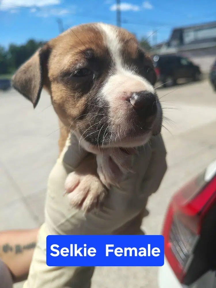 Selkie image 3