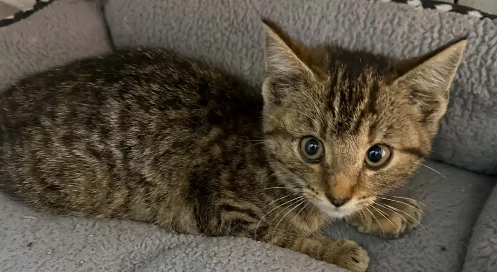 Picasso - Domestic Short Hair