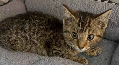 Picasso, a cat for adoption from It Takes A Village No-Kill Rescue