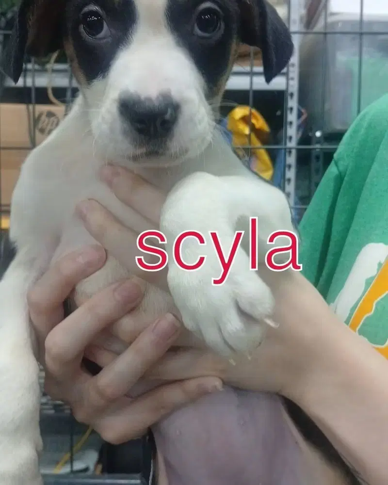 Scylla - Terrier