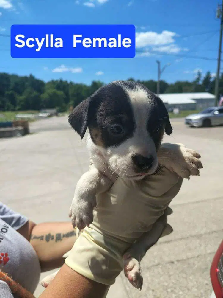 Scylla image 2