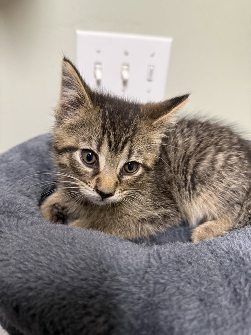 Caleb, a cat for adoption from It Takes A Village No-Kill Rescue