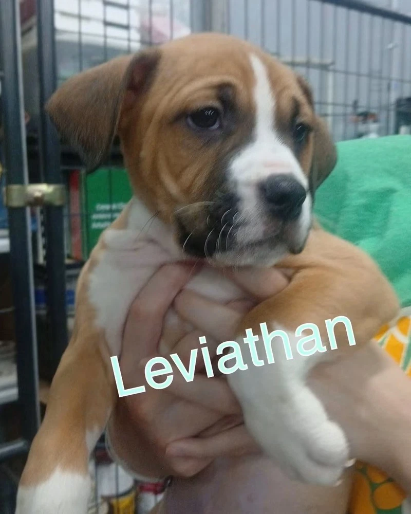 Leviathan