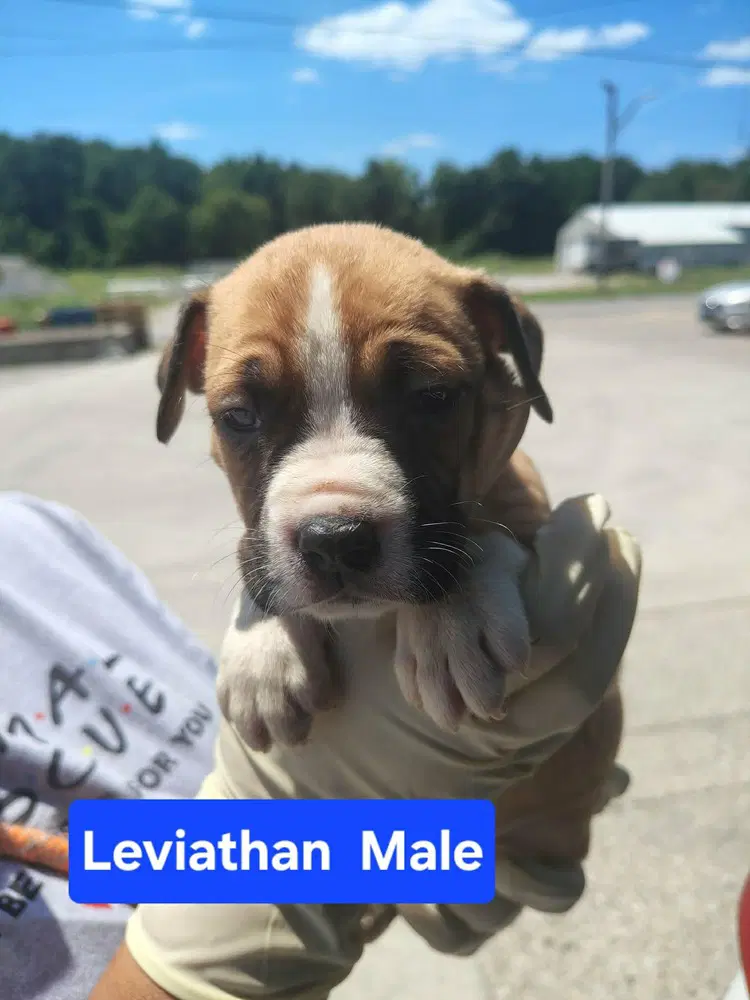 Leviathan image 2
