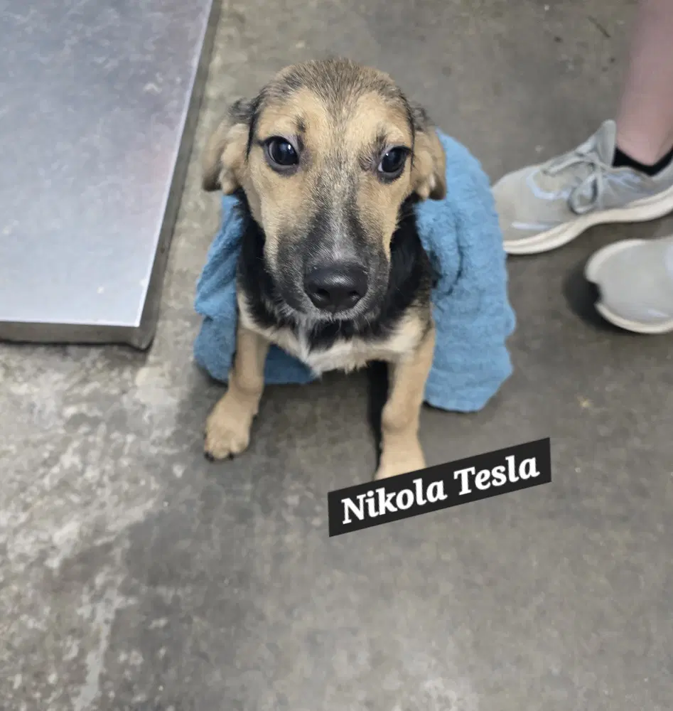 Nikola Tesla - Beagle