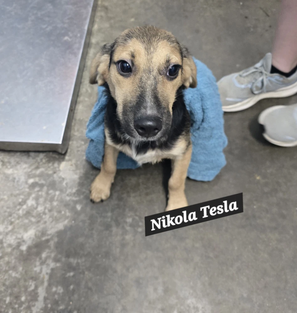 Nikola Tesla