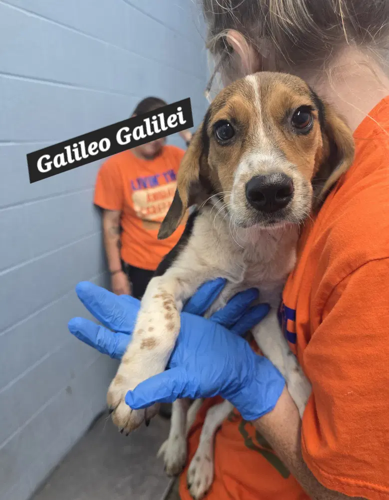 Galileo Galilei - Beagle