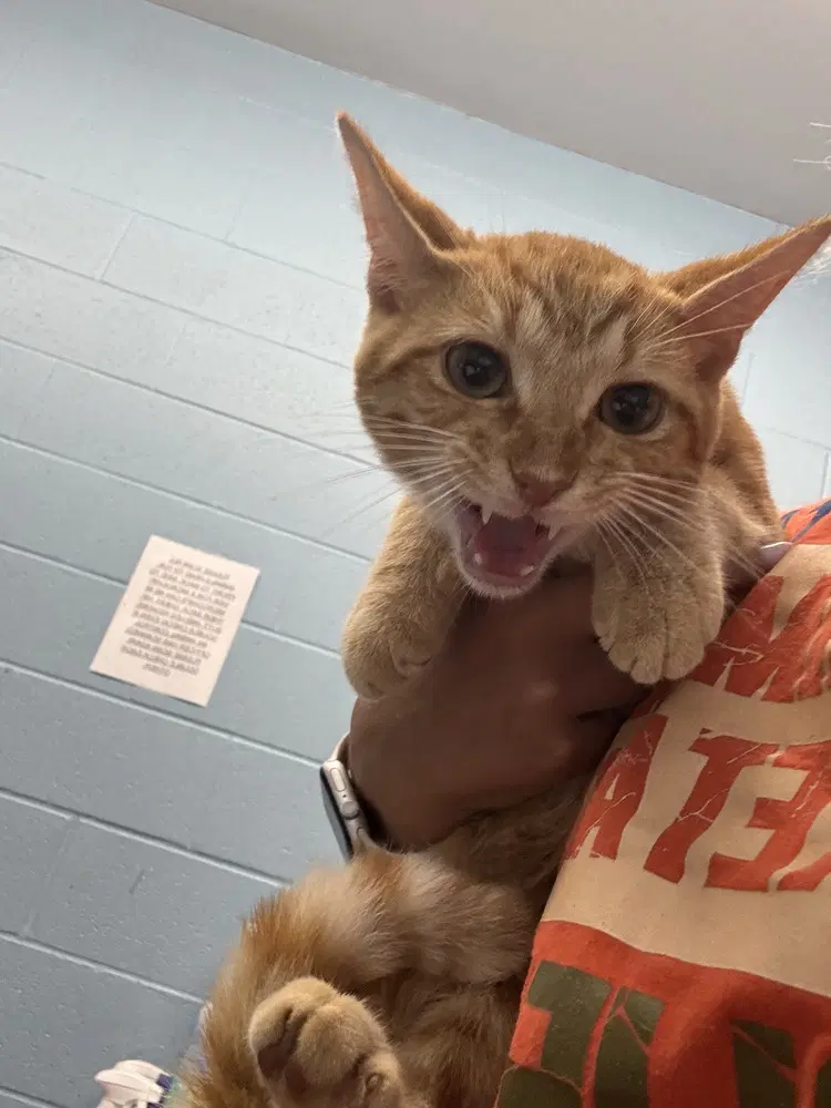 Tobias - Domestic Short Hair