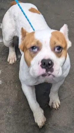Xena - Pit Bull Terrier