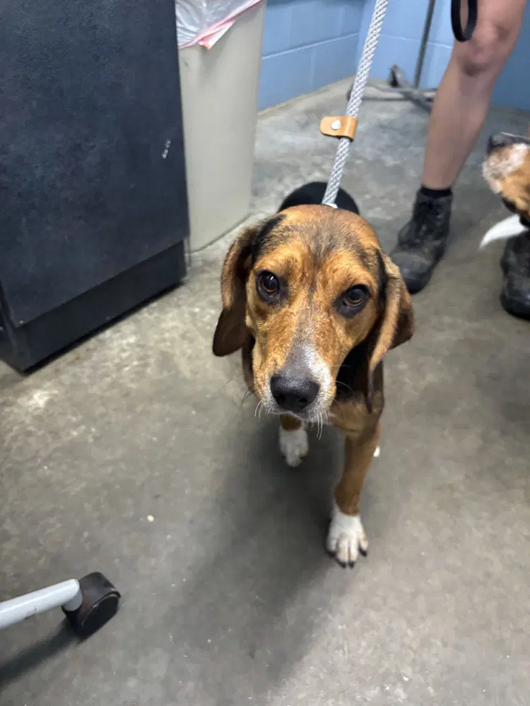Chevy - Beagle