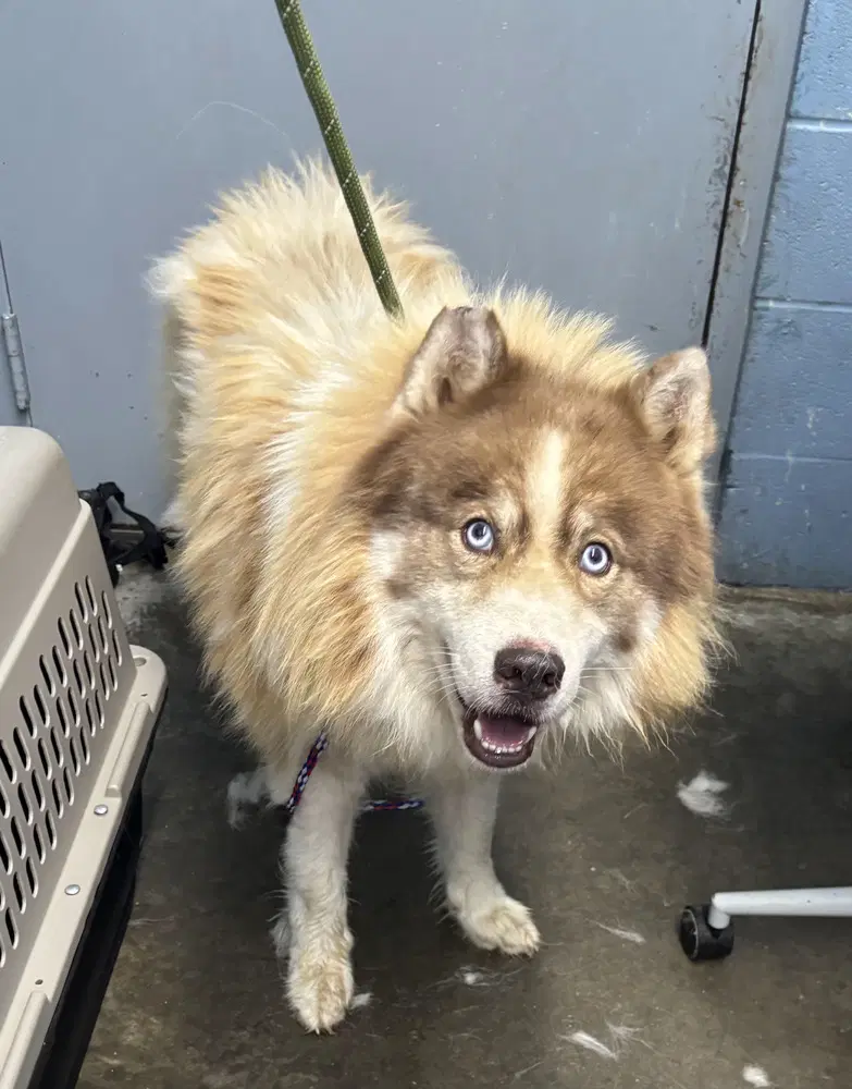 Hex - Siberian Husky