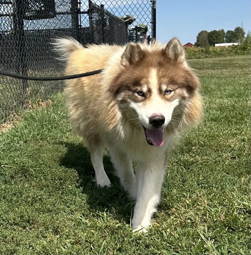 Hex - Siberian Husky