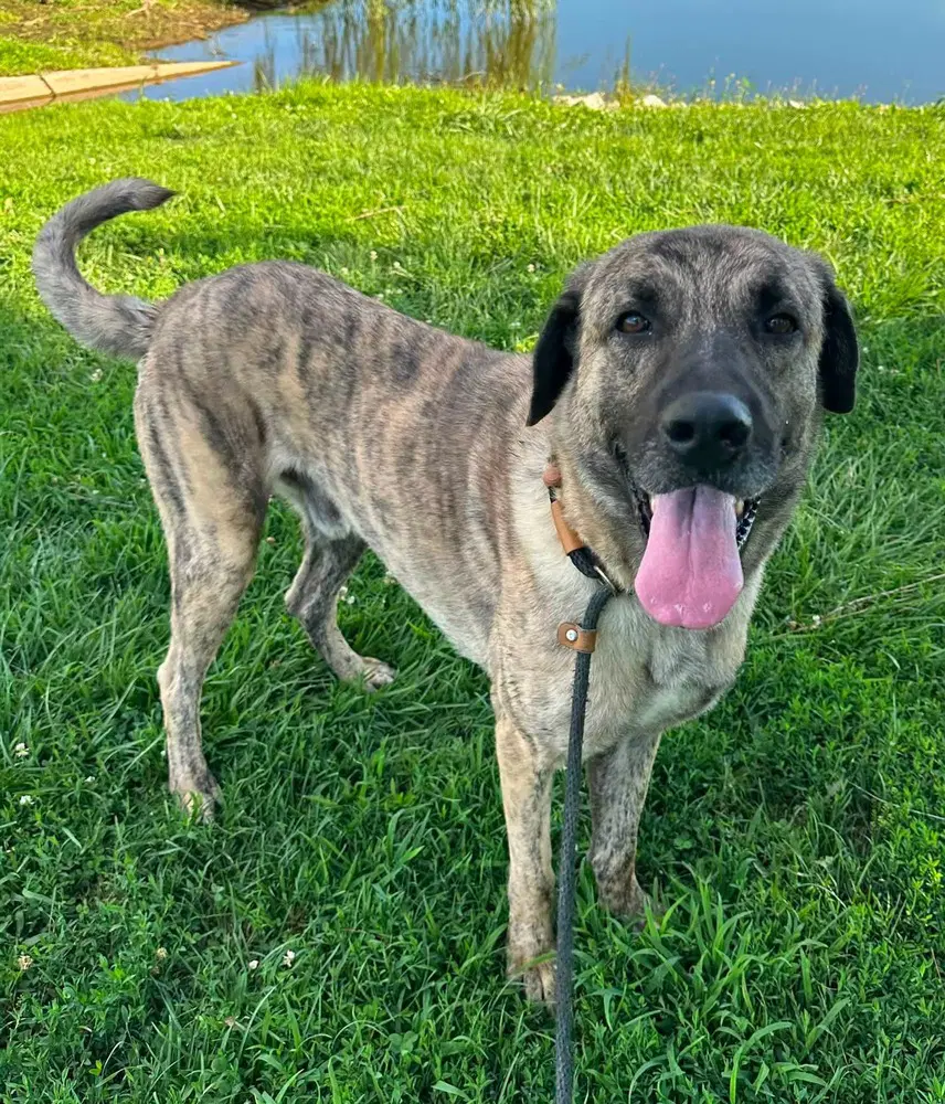 Kingston - Shepherd