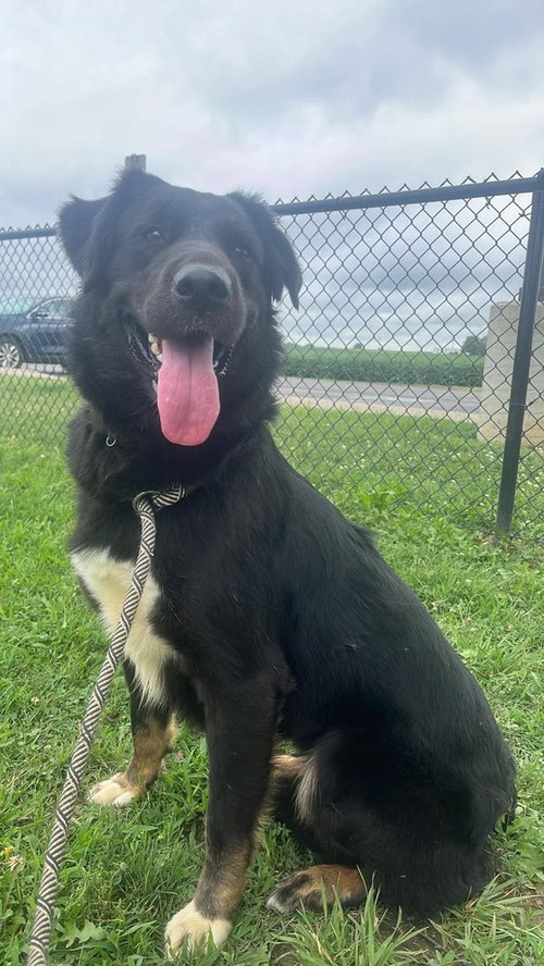 Pepper, a dog for adoption from It Takes A Village No-Kill Rescue