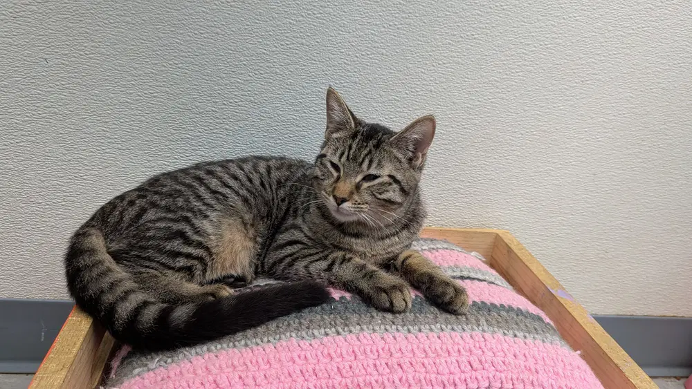 Spike - Domestic Short Hair
