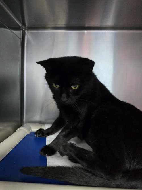 Lizzie, a cat for adoption from It Takes A Village No-Kill Rescue