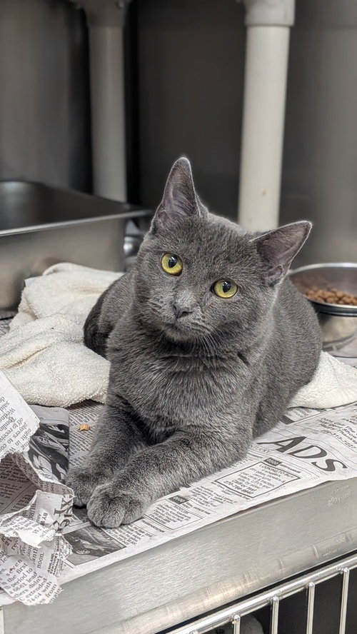 Soka, a cat for adoption from It Takes A Village No-Kill Rescue