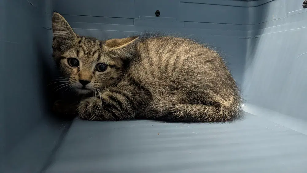 Yzma - Domestic Medium Hair